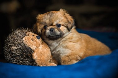  Şirin ve komik minik Pekin köpeği. En iyi insan arkadaş. Güzel köpek yavrusu.