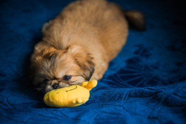  Şirin ve komik minik Pekin köpeği. En iyi insan arkadaş. Güzel köpek yavrusu.