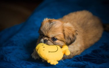  Şirin ve komik minik Pekin köpeği. En iyi insan arkadaş. Güzel köpek yavrusu.