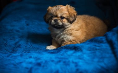  Şirin ve komik minik Pekin köpeği. En iyi insan arkadaş. Güzel köpek yavrusu.