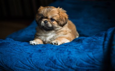 Şirin ve komik minik Pekin köpeği. En iyi insan arkadaş. Güzel köpek yavrusu.