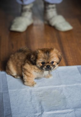Bebek bezi eğitimi hayvanlar için tuvalet, evcil hayvan davranış konsepti