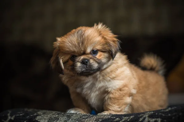Şirin Komik Minik Pekin Köpeği Iyi Insan Arkadaş Güzel Köpek — Stok fotoğraf