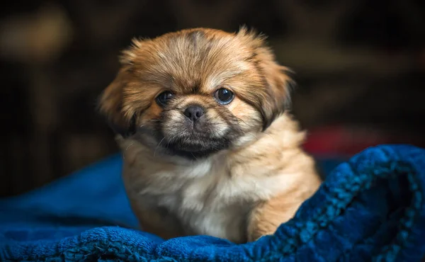 Piccolo Cane Pechinese Carino Divertente Miglior Amico Umano Piuttosto Cane — Foto Stock