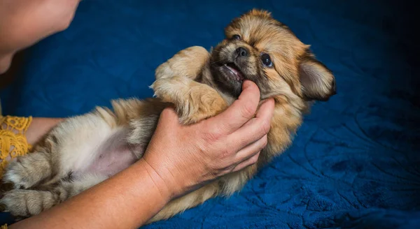 Χαριτωμένο Και Αστείο Σκυλάκι Από Πεκίνο Καλύτερος Ανθρώπινος Φίλος Όμορφο — Φωτογραφία Αρχείου