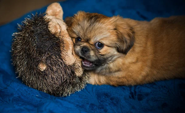 Милая Смешная Маленькая Пекинская Собака Лучший Друг Человека Хитрый Золотой — стоковое фото