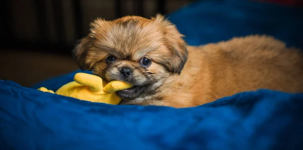 有趣可爱的小Pekingese狗 最好的人类朋友家里漂亮的金狗 — 图库照片