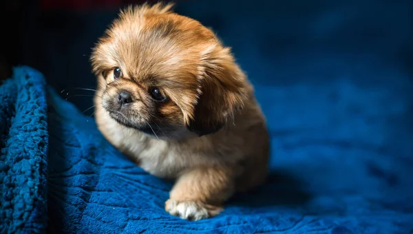 Милая Смешная Маленькая Пекинская Собака Лучший Друг Человека Хитрый Золотой — стоковое фото