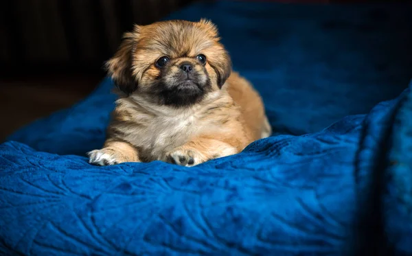 Cão Pekingese Bonito Engraçado Melhor Amigo Humano Cão Muito Dourado — Fotografia de Stock