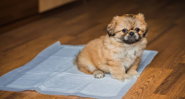Diaper training a dog Toilet for animals, pet behavior concept