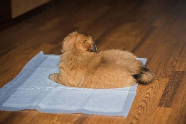 Diaper training a dog Toilet for animals, pet behavior concept