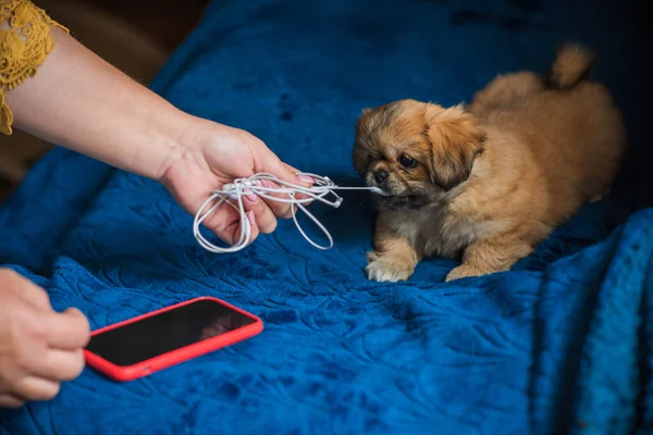 Tiny puppy biting headphones and phone, pet behavior concept