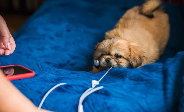 Cachorrinho Minúsculo Mordendo Fones Ouvido Telefone Conceito Comportamento Animal Estimação — Fotografia de Stock