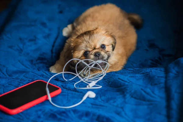 Tiny puppy biting headphones and phone, pet behavior concept