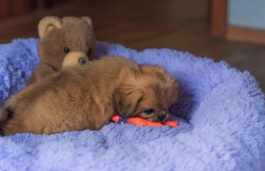 Küçük köpek yavrusu yatakta uzanıp dinleniyor. Evcil hayvan yaşam tarzı, rahat evdeki köpek.