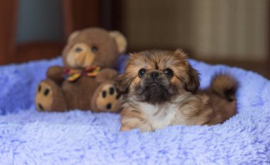 Küçük köpek yavrusu yatakta uzanıp dinleniyor. Evcil hayvan yaşam tarzı, rahat evdeki köpek.