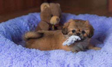 Küçük köpek yavrusu yatakta uzanıp dinleniyor. Evcil hayvan yaşam tarzı, rahat evdeki köpek.
