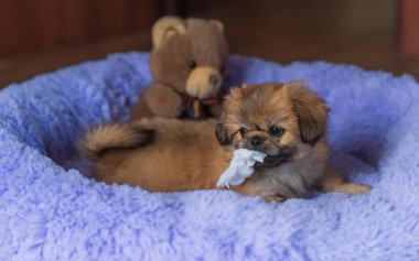 Küçük köpek yavrusu yatakta uzanıp dinleniyor. Evcil hayvan yaşam tarzı, rahat evdeki köpek.