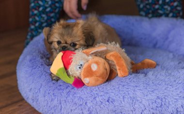 Küçük köpek yavrusu yatakta uzanıp dinleniyor. Evcil hayvan yaşam tarzı, rahat evdeki köpek.