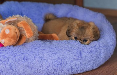 Küçük köpek yavrusu yatakta uzanıp dinleniyor. Evcil hayvan yaşam tarzı, rahat evdeki köpek.