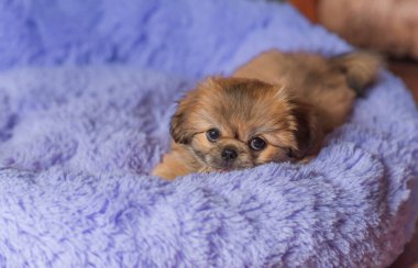 Küçük köpek yavrusu yatakta uzanıp dinleniyor. Evcil hayvan yaşam tarzı, rahat evdeki köpek.