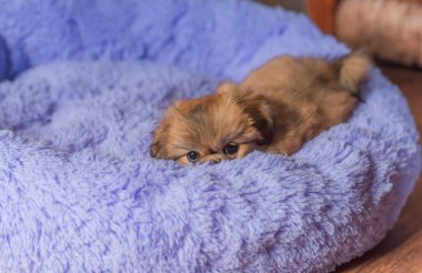 Küçük köpek yavrusu yatakta uzanıp dinleniyor. Evcil hayvan yaşam tarzı, rahat evdeki köpek.