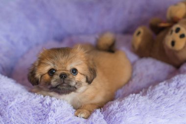 Küçük köpek yavrusu yatakta uzanıp dinleniyor. Evcil hayvan yaşam tarzı, rahat evdeki köpek.