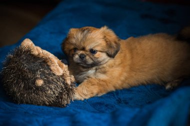 Küçük köpek yavrusu yatakta uzanıp dinleniyor. Evcil hayvan yaşam tarzı, rahat evdeki köpek.
