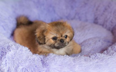 Küçük köpek yavrusu yatakta uzanıp dinleniyor. Evcil hayvan yaşam tarzı, rahat evdeki köpek.