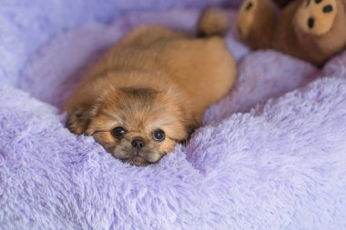 Küçük köpek yavrusu yatakta uzanıp dinleniyor. Evcil hayvan yaşam tarzı, rahat evdeki köpek.