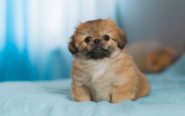 Küçük köpek yavrusu yatakta uzanıp dinleniyor. Evcil hayvan yaşam tarzı, rahat evdeki köpek.