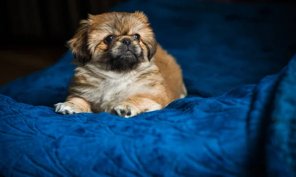 Kiskutya Fekszik Pihen Ágyban Háziállat Életmód Doggo Hangulatos Otthon — Stock Fotó