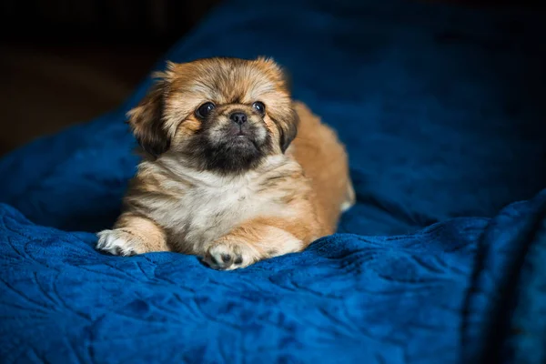 Little Puppy Lying Resting Bed Pets Lifestyle Doggo Cozy Home — Stock Photo, Image