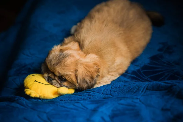 Mały Szczeniaczek Leży Odpoczywa Łóżku Zwierzęta Styl Życia Doggo Przytulnym — Zdjęcie stockowe
