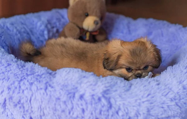 강아지가 침대에 있습니다 의생활 집에서의 — 스톡 사진
