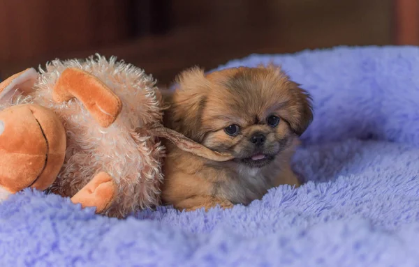 Kleine Puppy Liggend Rustend Bed Huisdieren Levensstijl Doggo Bij Gezellig — Stockfoto