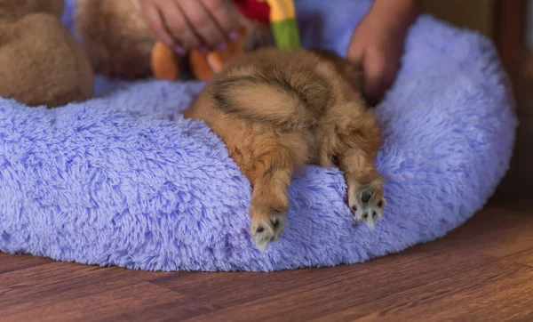 Piccolo Cucciolo Sdraiato Riposato Letto Animali Domestici Stile Vita Doggo — Foto Stock
