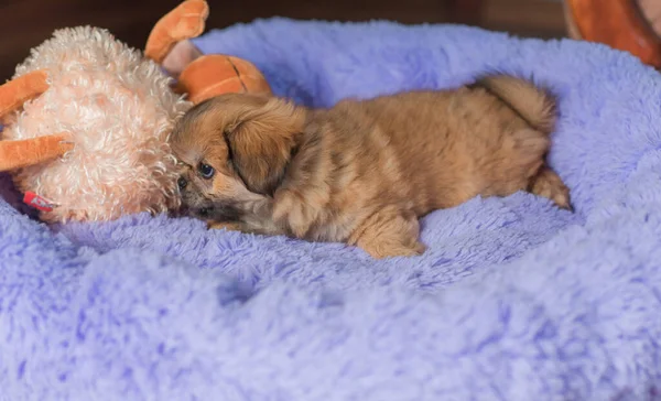 Cãozinho Deitado Descansando Cama Animais Estimação Estilo Vida Doggo Casa — Fotografia de Stock