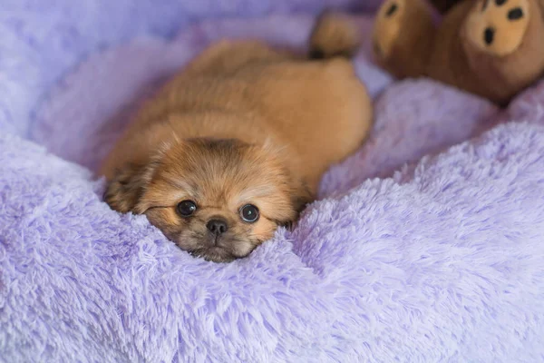 Pequeño Cachorro Acostado Descansando Cama Mascotas Estilo Vida Doggo Casa —  Fotos de Stock
