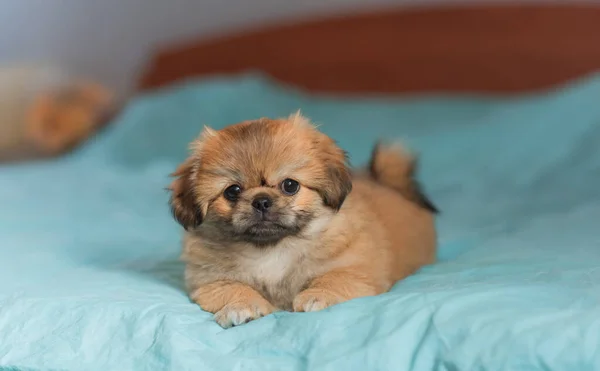Little Puppy Lying Resting Bed Pets Lifestyle Doggo Cozy Home — Stock Photo, Image