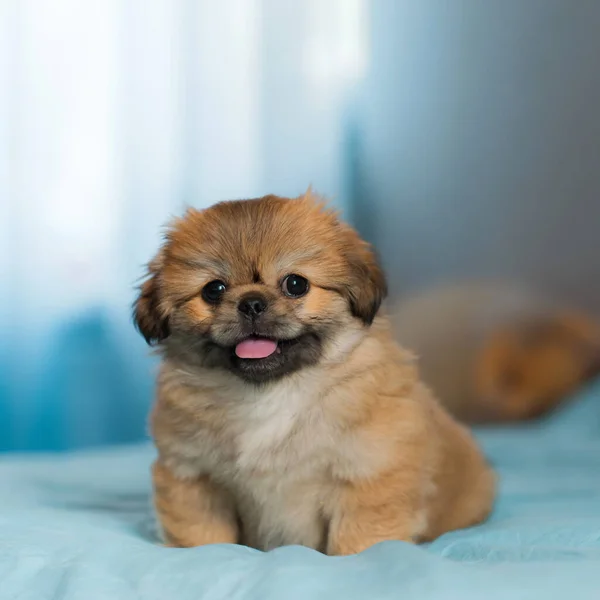 Kleine Puppy Liggend Rustend Bed Huisdieren Levensstijl Doggo Bij Gezellig — Stockfoto