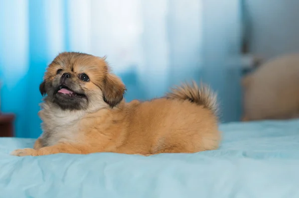 Kleiner Welpe Liegend Und Liegend Bett Haustiere Lifestyle Doggo Hause — Stockfoto