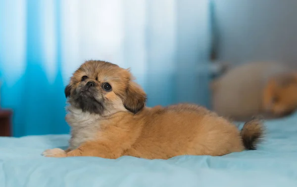 Kleiner Welpe Liegend Und Liegend Bett Haustiere Lifestyle Doggo Hause — Stockfoto