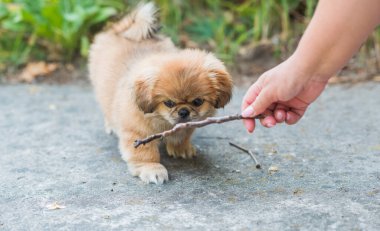 Şirin ve komik minik Pekin köpeği. En iyi insan arkadaş. Güzel altın köpek yavrusu