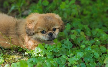 Şirin ve komik minik Pekin köpeği. En iyi insan arkadaş. Güzel altın köpek yavrusu