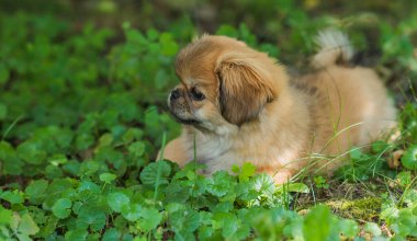 Şirin ve komik minik Pekin köpeği. En iyi insan arkadaş. Güzel altın köpek yavrusu