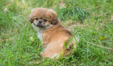 Şirin ve komik minik Pekin köpeği. En iyi insan arkadaş. Güzel altın köpek yavrusu