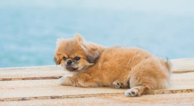 Şirin ve komik minik Pekin köpeği. En iyi insan arkadaş. Güzel altın köpek yavrusu