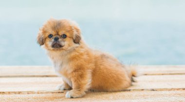 Şirin ve komik minik Pekin köpeği. En iyi insan arkadaş. Güzel altın köpek yavrusu