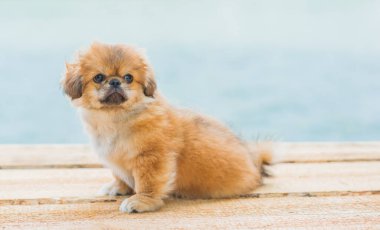 Şirin ve komik minik Pekin köpeği. En iyi insan arkadaş. Güzel altın köpek yavrusu